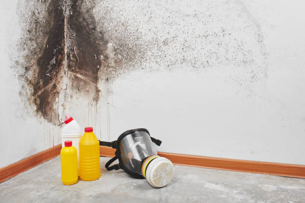 Mold Removal and Inspection in Boalsburg, PA